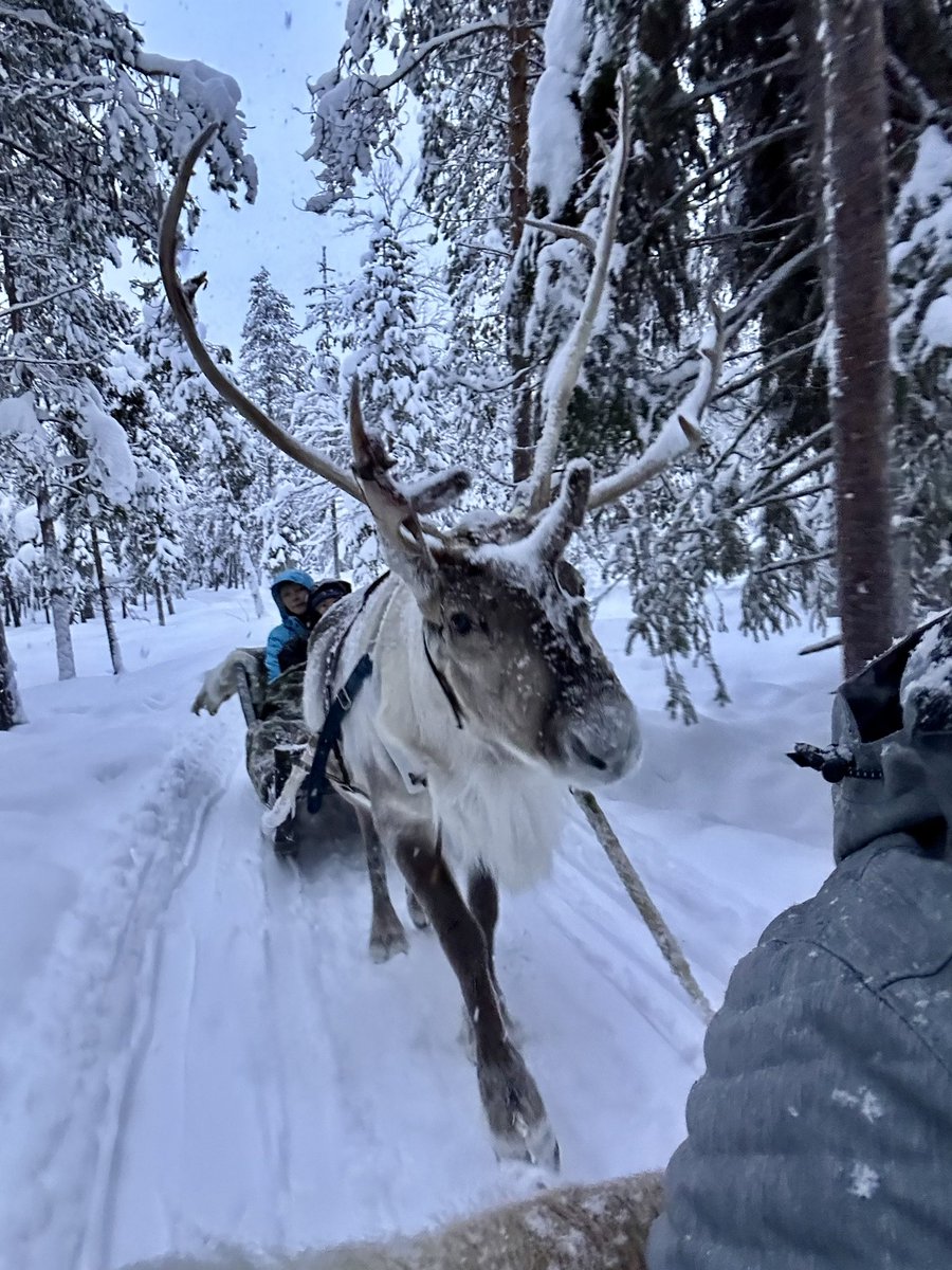 keirving's tweet photo. A reindeer safari in Levi, Lapland, January 2024 https://t.co/nHkWktx3sc