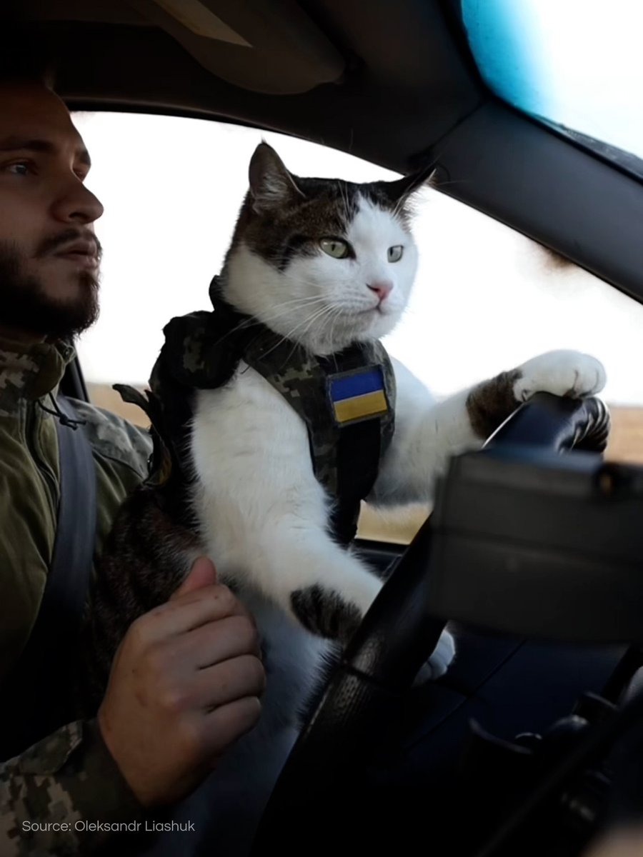 😾 Have you ever seen a cat in a military vest driving a car?

Now you have.

Meet Shaybyk and some of the other felines that Ukraine has enlisted to help on the frontlines: politico.eu/article/ukrain…