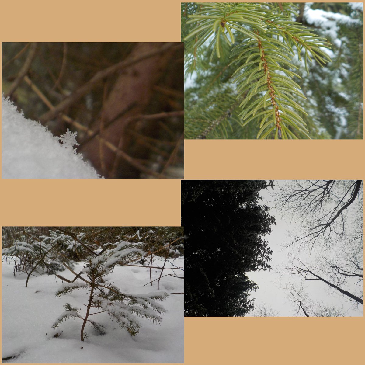 Check out some of the Nature Photography that students from @VenturaParkPS took! Despite the cold weather, we had wonderful visits with them.

#NaturePhotography #YRDSB @YRDSB @YRDSBGetOut