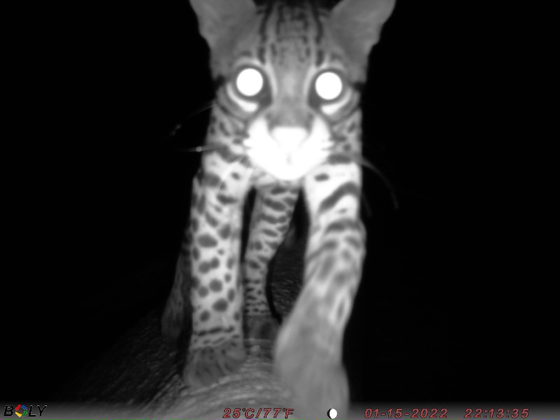 ZSLconservation's tweet image. If you are a fan of @InstantWild we'd love to know more about you &amp;amp; how you use the platform. If you've got 10 mins to spare, you could really help us out. 
👉bit.ly/47bBUZi

It will help to make IW more inclusive - thank you for taking part!

#CitSci
🦈🦨🦔🐺🐵🦊🦒🦓🦏