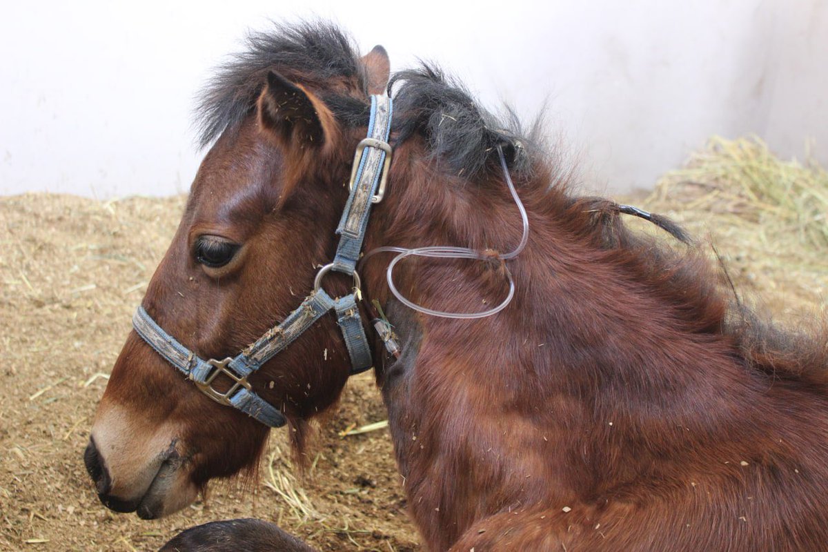 Para @Efekto10 con <a href="/riva_leo/">Ricardo Morales Sánc</a>, la secretaria <a href="/BetyManrique/">Beatriz Manrique💚➕⚙</a> refirió que sobre el caso de “Mila” 🐴 su salud va mejorando paulatinamente, sin embargo su diagnóstico aún es reservado y gracias a trabajo coordinado con <a href="/cuacolandia1/">Cuacolandia</a> y Elena Larrea, se logró su rescate y pronta