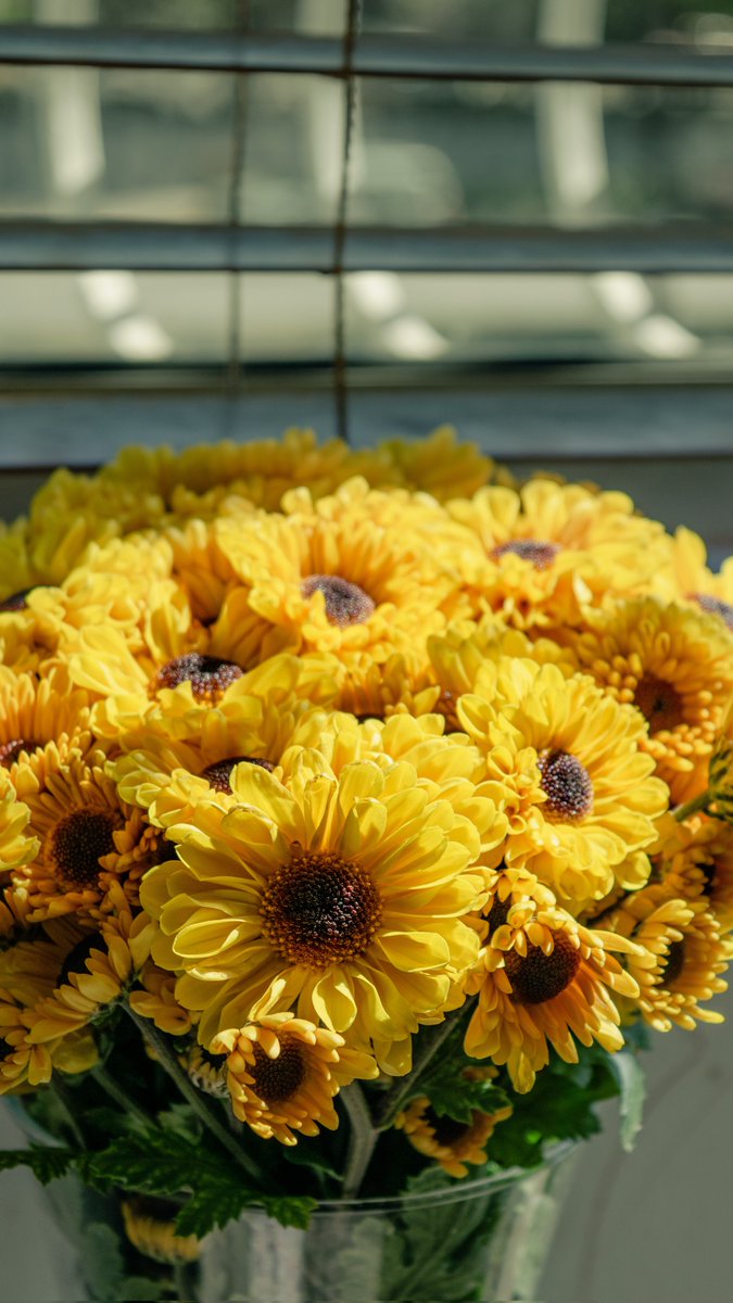 AliRecomienda's tweet photo. Si no les gusta regalar flores porque no duran, regalen mini-girasoles 🌻 duran semana y media en floreros y en macetas llegan al año. 

Pero no dejen de regalar flores 💛 https://t.co/grCeAqmAAT