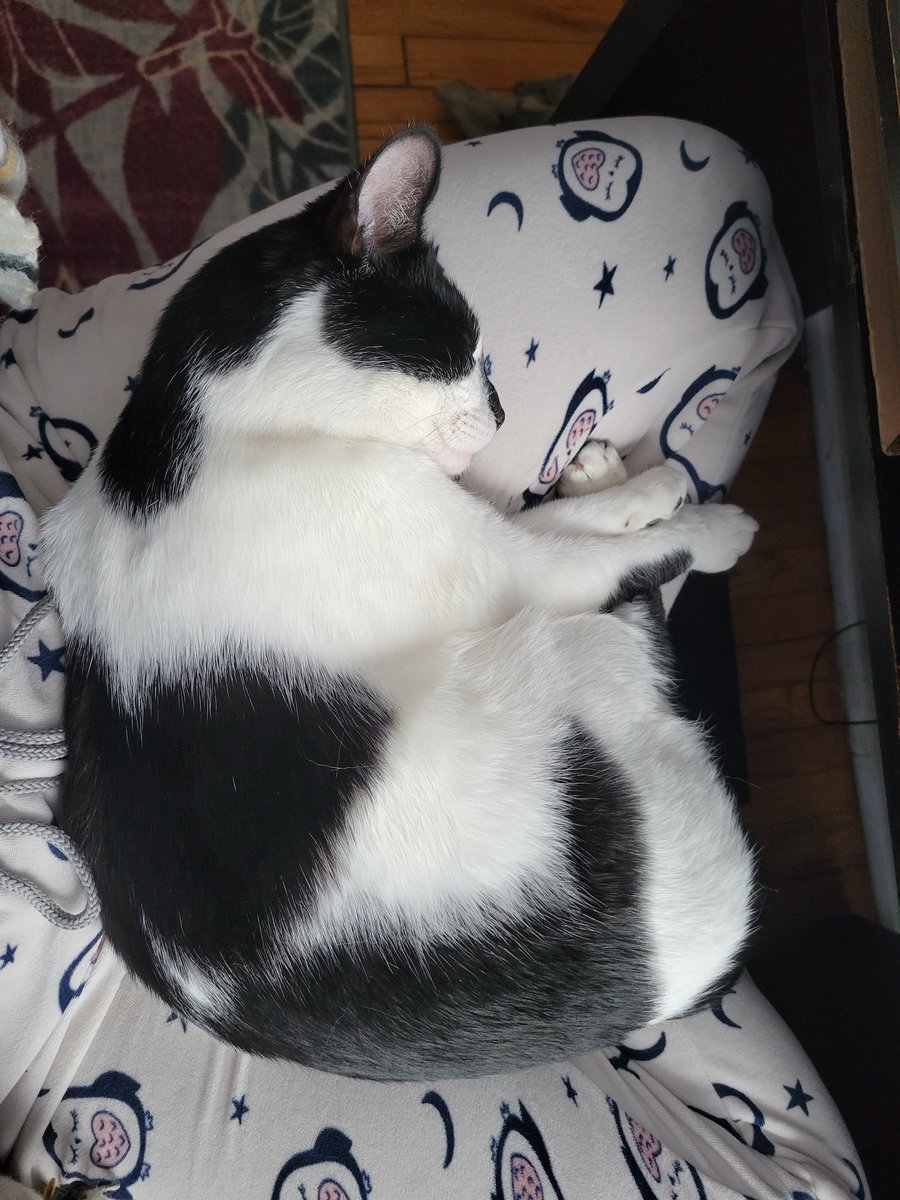 justthistwat's tweet photo. A lap egg https://t.co/SbYcbSKGrK
