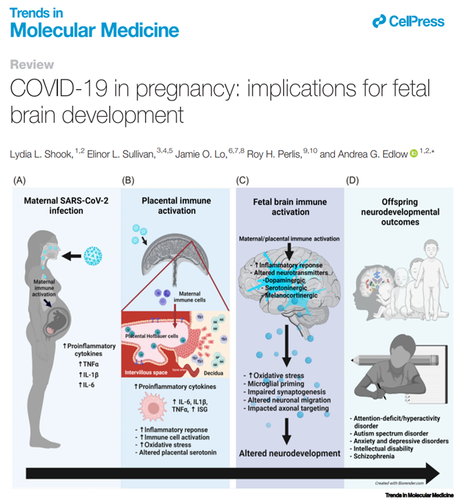 Viruses crossing multiple critical barriers, how common is it?
Zika virus is often associated with microcephaly when pregnant women get infected. Still, we and others have shown that several anatomical abnormalities can be observed without directly impacting the baby's brain…