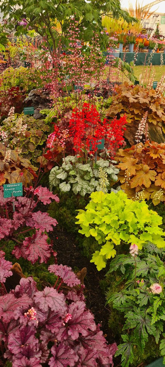 Happy hump day, everyone 🙂🌸🌿🍁 Some pictures from #RhsHamptoncourt 2022 #Heuchera #Heucherella #Tiarella