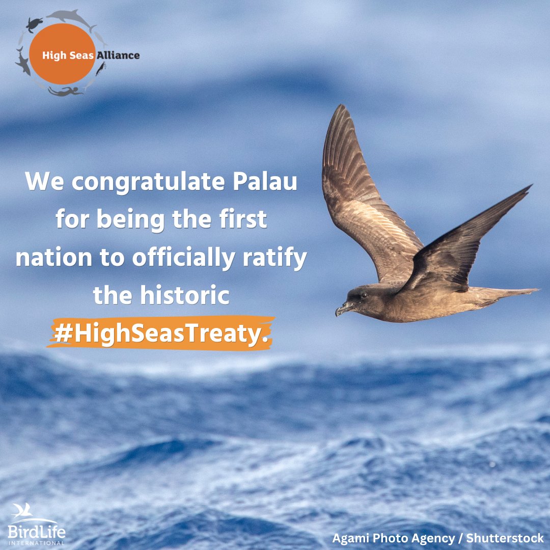 👏 We applaud Palau 🇵🇼 for being the first @UN Member State to officially ratify the historic #HighSeasTreaty. 59 more countries must ratify for the Treaty to enter into force. Call on countries to accelerate the #RaceForRatification! #PressRelease: wp.me/pf6kur-V6