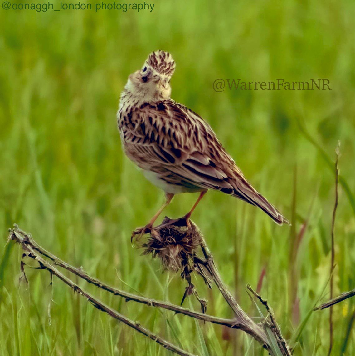 WarrenFarmNR's tweet photo. Whilst we await @EalingCouncil &amp; Temple Group ecologists to later this year deliver the findings of their #WarrenFarmNR ecological reports here, Skylarks fly &amp; rare clovers lay in the soil awaiting Spring🍀#dewilding over 1/2 of our rewilded meadow would #dewild all of it🪺#bird https://t.co/KHUuqnu8Mv