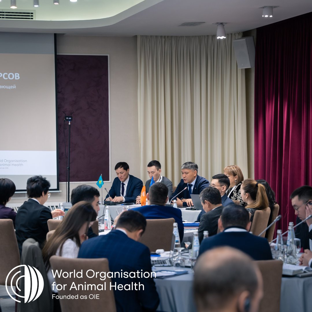 Exciting update! The WOAH SRR office for Central Asia is actively engaging in a 3-day Multisectoral Workforce Development Operational Tool (WFD OT) workshop in Kazakhstan for quadripartite activities. Joined by @FAO, @UNEP, @WHO, and local ministries, we're shaping a robust,