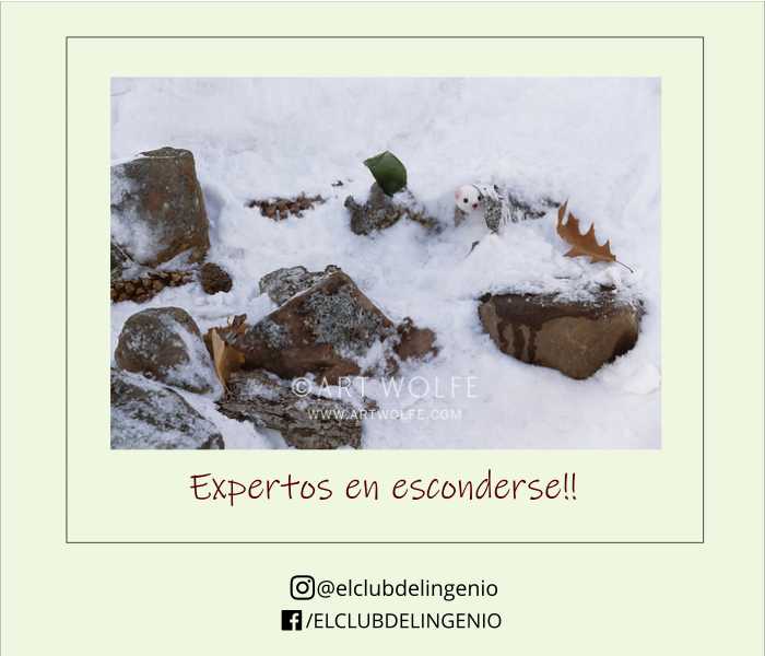 Mejora tu percepción visual y encuentra al animal camuflado. La consigna es encontrar al animal camuflado en el paisaje. Comprueba la solución en el siguiente link:
bit.ly/3UcUc8Z
