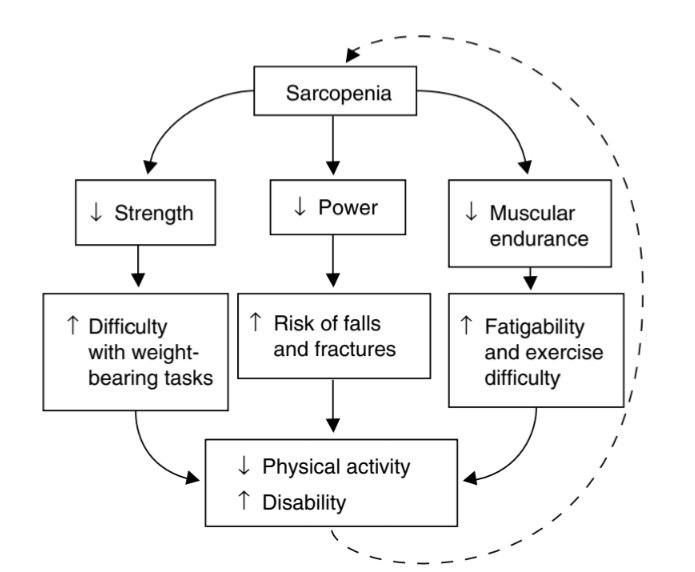 👴🏼💪🏼Consequences of sarcopenia in older adults 

#StrengthSavesLives

researchgate.net/publication/85…