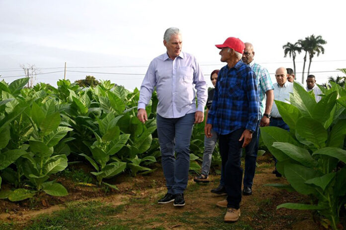 El tabaco -ese tesoro que tanto prestigio tiene en el mundo- distingue a  San Luis, municipio por el cual el Presidente de la República de Cuba, Miguel Díaz-Canel Bermúdez, llegó en la mañana de este martes a la provincia más occidental del archipiélago.<a href="/CAvilaRadio10/">Emisora Surco</a>