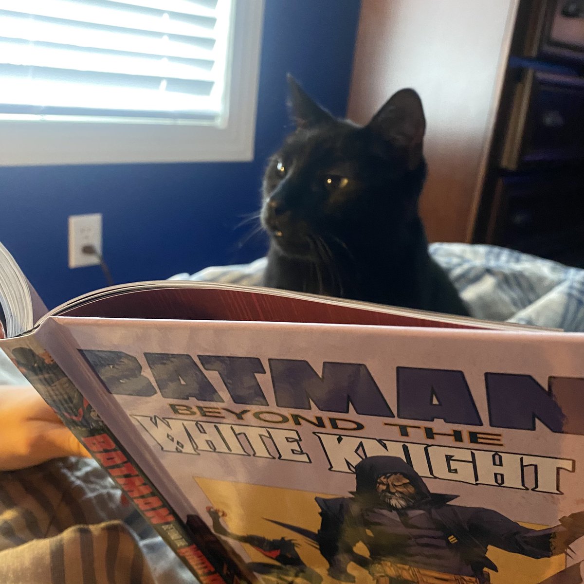its_dwolf's tweet photo. Last night, my partner in crime Bronx, was laid to rest. He was an amazing cat that was with me through a lot over the last 6 years.❤️ https://t.co/DUEELBEBc7
