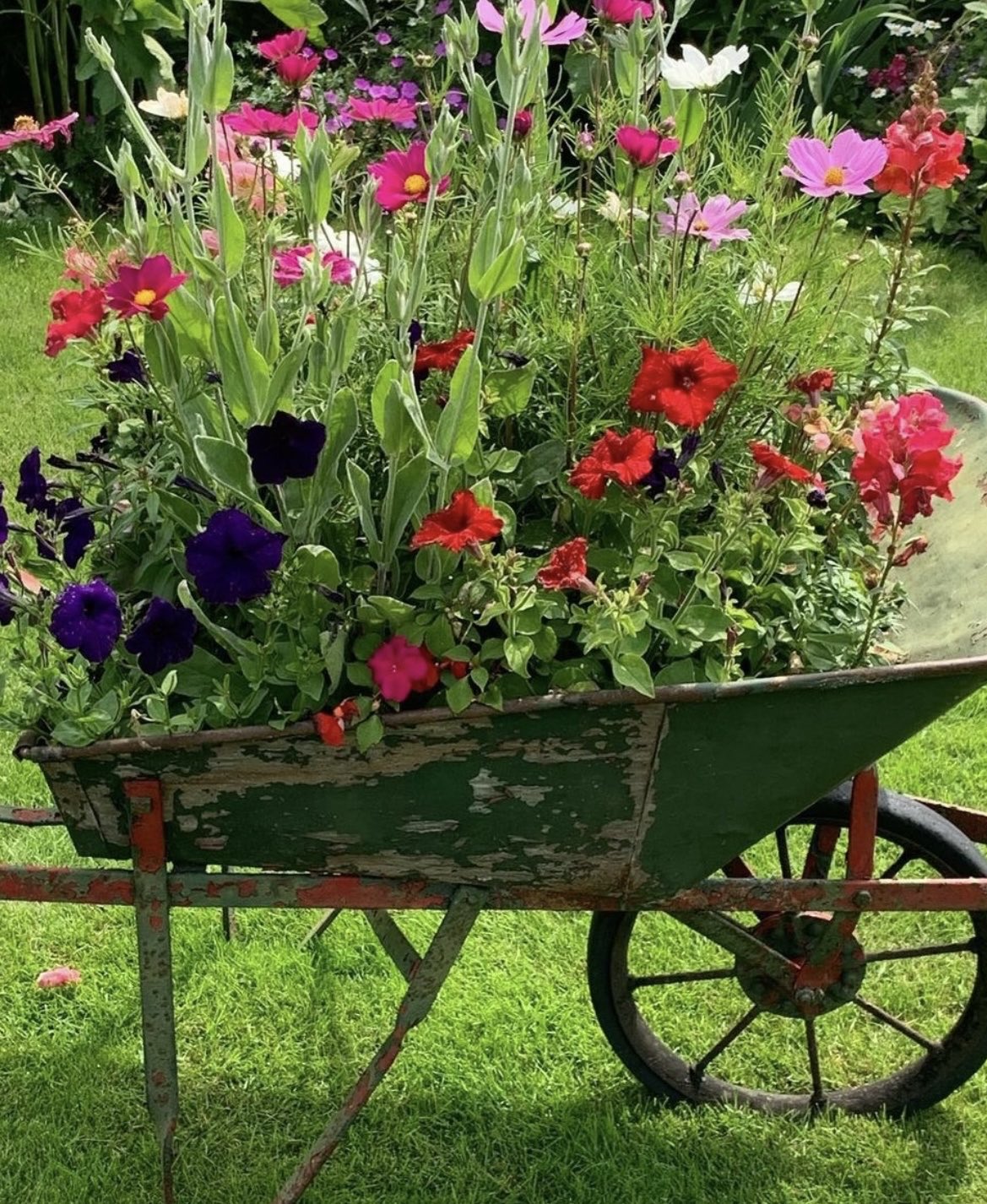 Old wheelbarrows 2024 in the garden