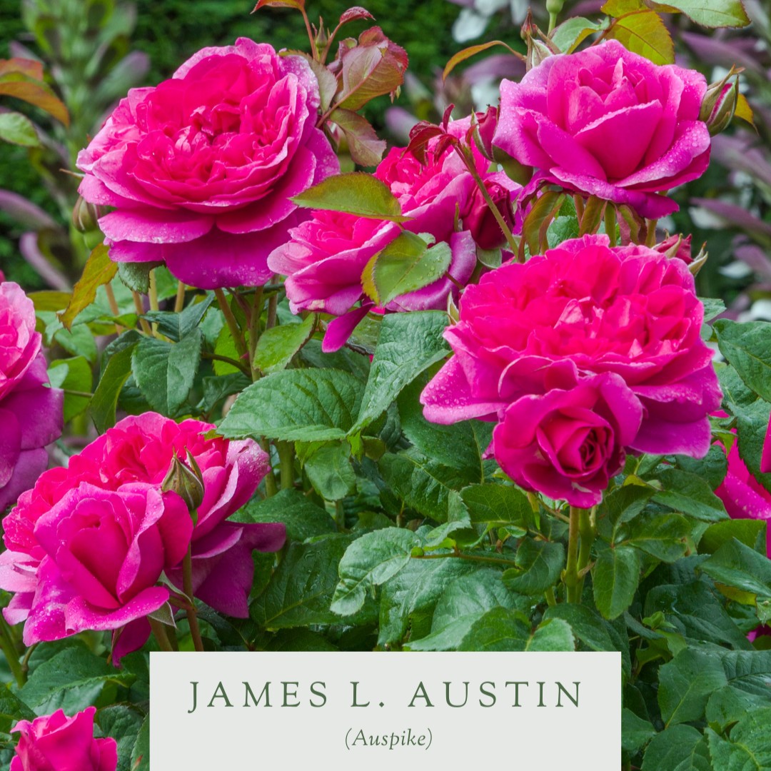 DAustinRoses tweet picture