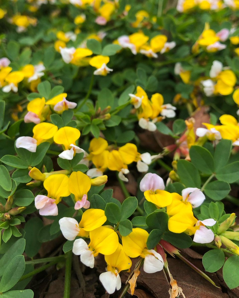 January’s #WildPlantWednesday posts will help answer the question “where do our wild plants come from”, and this week we highlight donations to the Garden of wild-origin seed and plants. Pictured here is Hosackia gracilis, commonly known as seaside birds-foot trefoil.