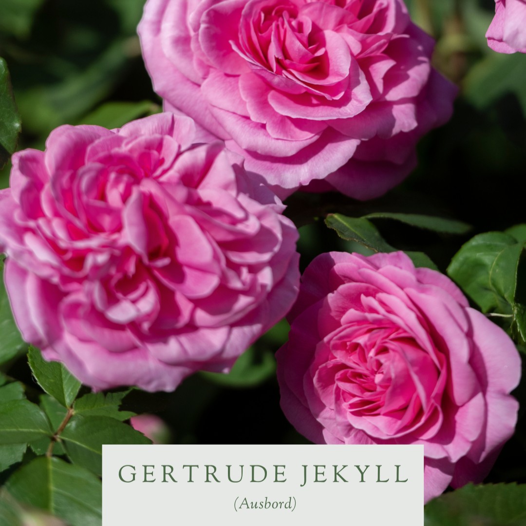 Surprise your special someone with an enchanting English rose this Valentine’s Day. 💕 An English rose makes for a lasting and cherished gift, providing your loved one with the joy of beautiful fragrant blooms not just this summer, but for many more to come.