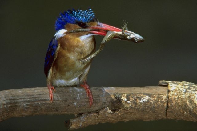 @hertskingfisher @Lara2287118400 Early bird catches the fish... 
even in Tuscany !🌻  : )