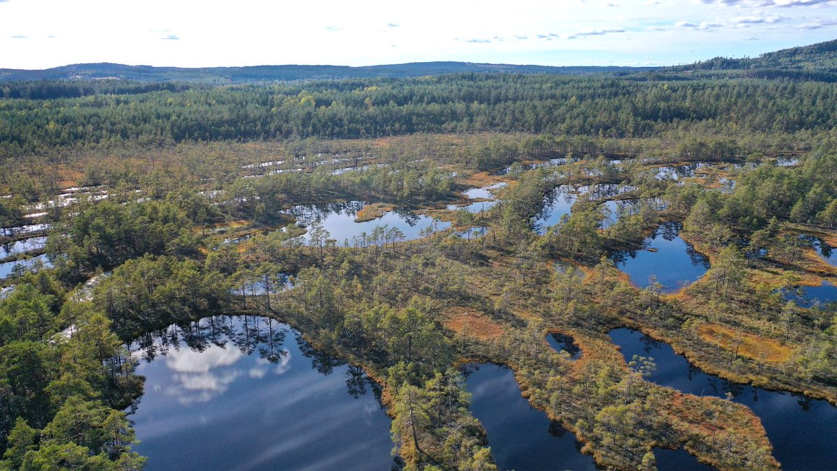 Some boreal peatlands are losing their characteristic pools – a concern for their unique ecosystems. @rbpmleeds and @uppsalauni researchers studied the long-term changes of the pools at Hammarmossen to understand why it's happening. Find out more: environment.leeds.ac.uk/news/article/5…