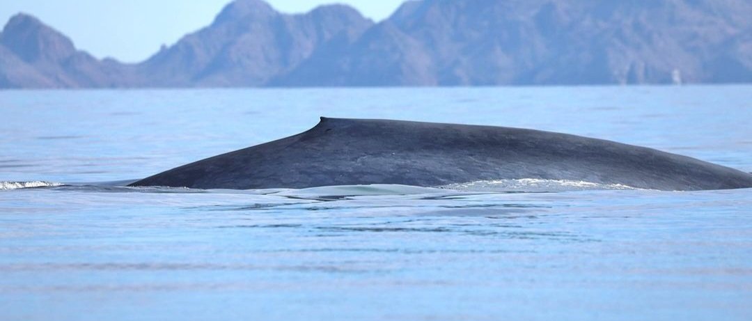 NakaweProject's tweet image. The waters of the Gulf of California delicately caress the bodies of these majestic creatures, the largest our planet has ever known. 

#bluewhales