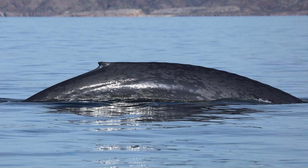 NakaweProject's tweet image. The waters of the Gulf of California delicately caress the bodies of these majestic creatures, the largest our planet has ever known. 

#bluewhales