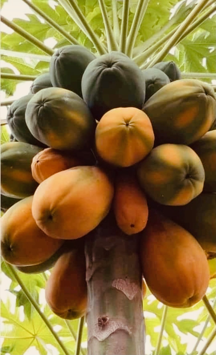 Global Orphan Fdn tweet media