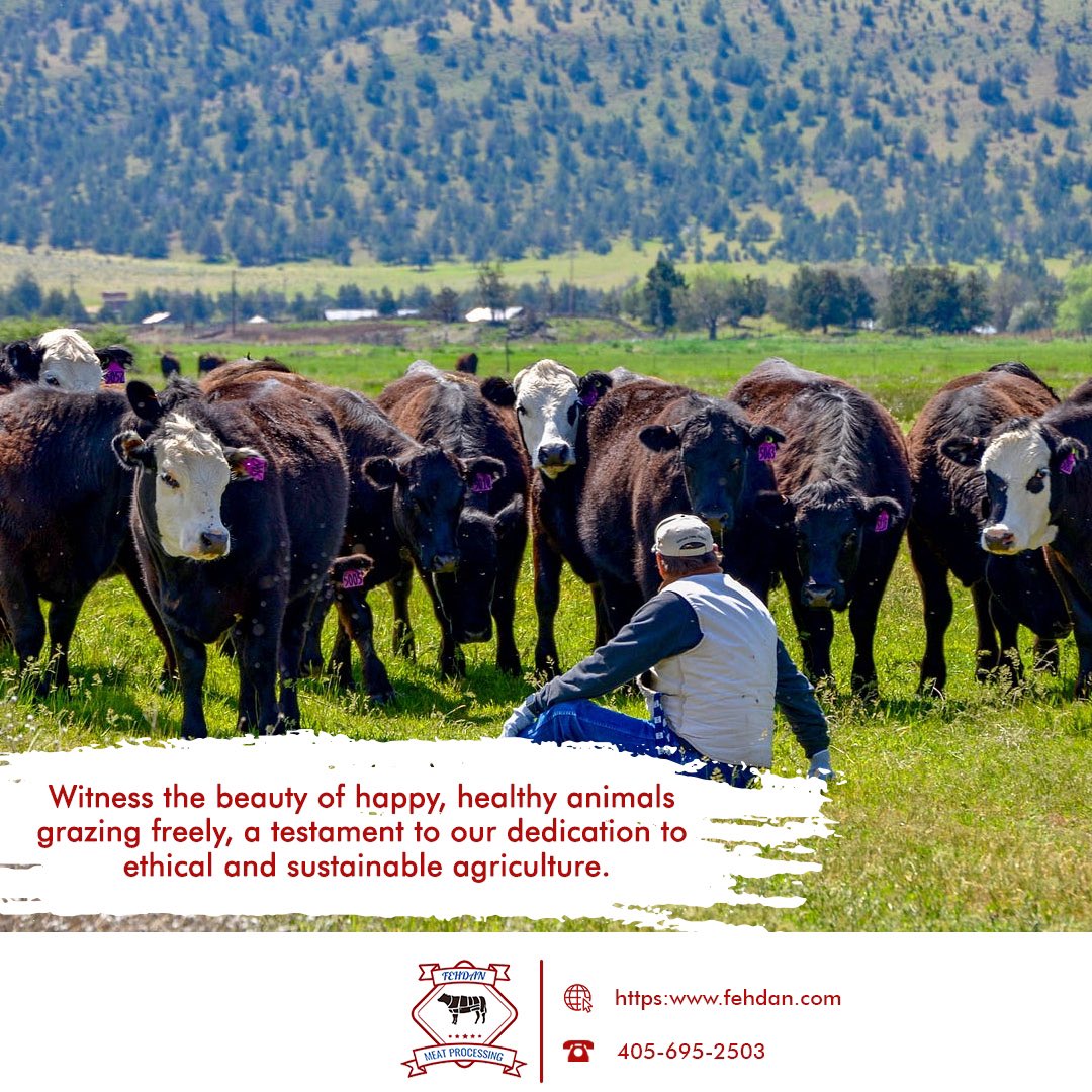 fehdanmeatp1's tweet photo. Our commitment to sustainable farming practices shines in this picturesque scene.
#Beauty #HealthAnimals https://t.co/OoNGaqt60K