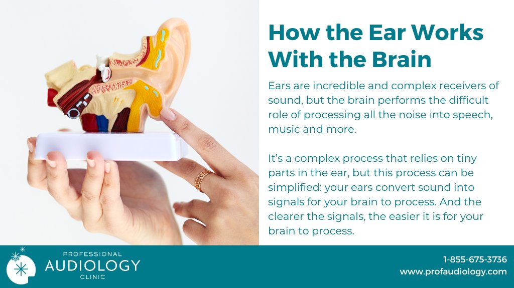 Your ears are home to the smallest bones and muscle in your body – but the brain’s ability to process sound is equally as amazing. Learn more about the brain and hearing on our blog: bit.ly/42dvszm