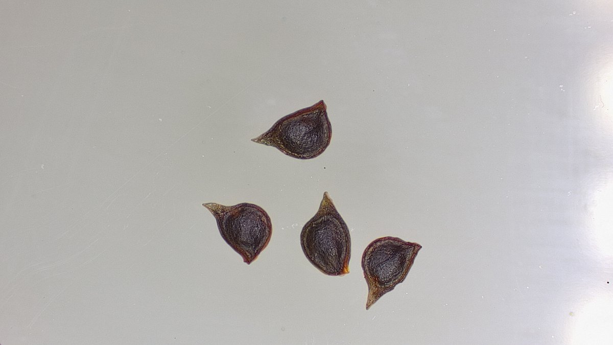 beginning cold stratification of seed collected from Kyrgyzstan in August! Counted seed (to glean germination rates) and took some photos under the microscope (for fun). #CUBG