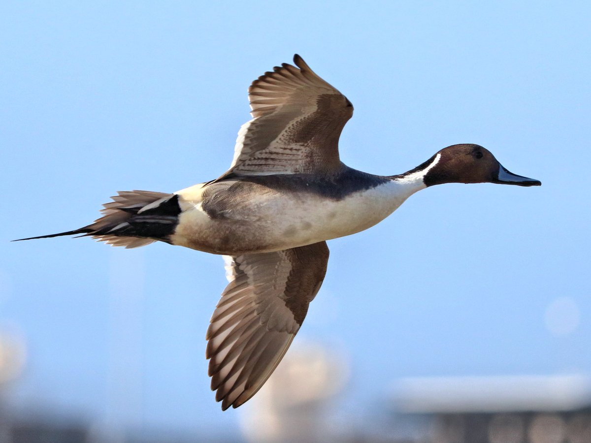 Pintail passing through
#ThingsOutside