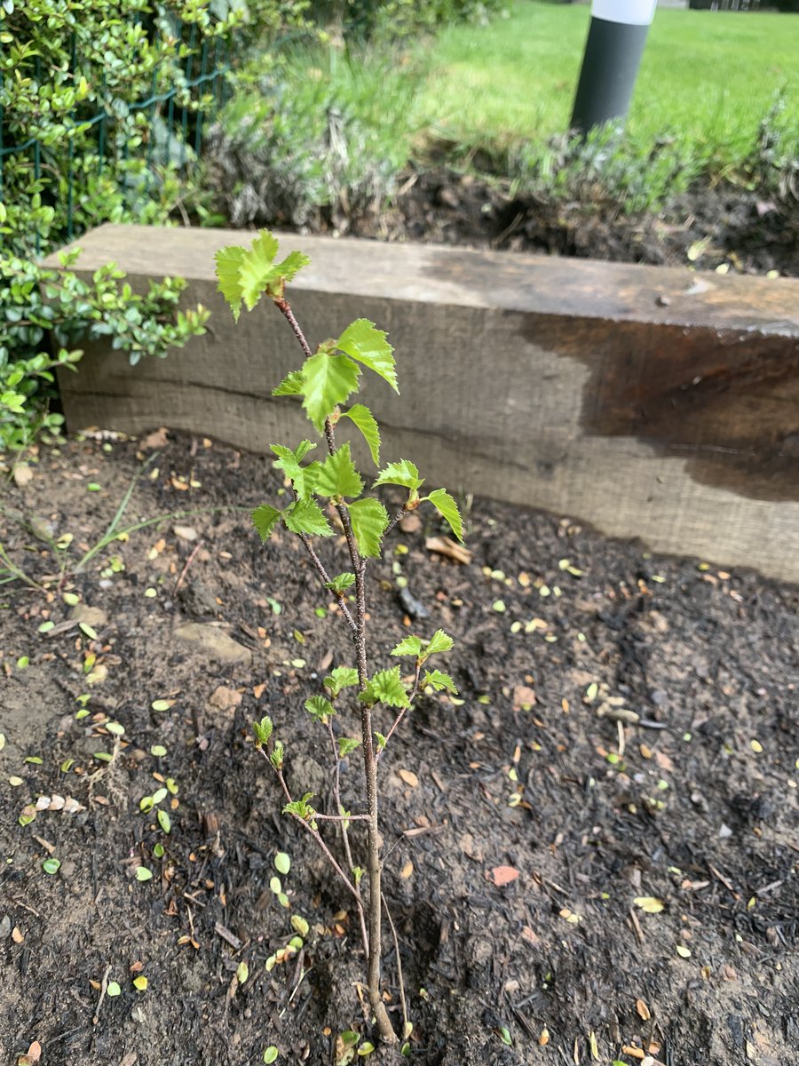 Tree Time (@treetimeedin) on Twitter photo Pick up a free tree at Leith Farmers Market this Saturday from 10am-4pm! They are 10-60cm tall so you can easily take them home. We will have a selection of hazel, birch, cherry, rowan & alder. <a href="/leith_market/">Leith Market</a> @edinburgh_CC @WoodlandTrust
#FreeTrees #MillionTreeCity #LeithMarket Pick up a free tree at Leith Farmers Market this Saturday from 10am-4pm! They are 10-60cm tall so you can easily take them home. We will have a selection of hazel, birch, cherry, rowan & alder. <a href="/leith_market/">Leith Market</a> @edinburgh_CC @WoodlandTrust
#FreeTrees #MillionTreeCity #LeithMarket