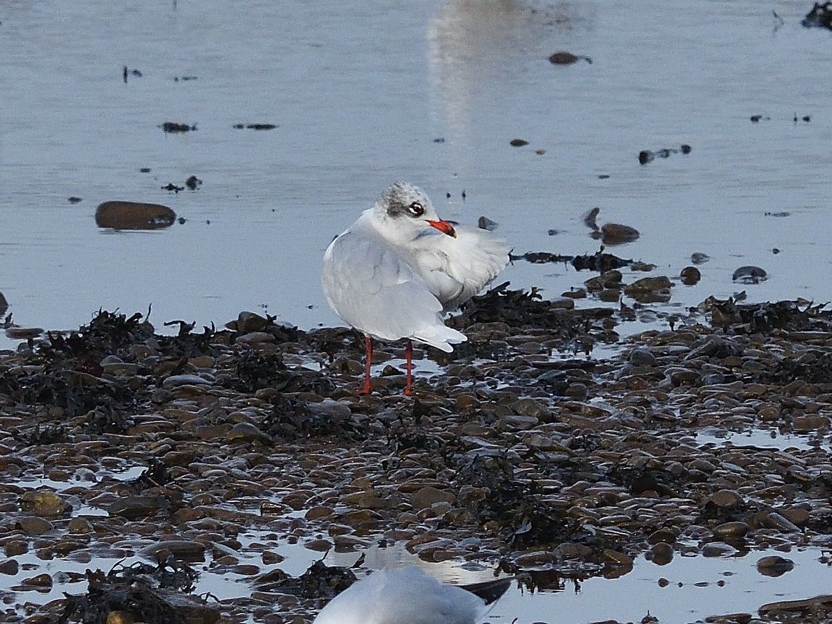 TimWorfolk's tweet image. Two of three adult Med Gulls at Topsham Rec this am. Not an easy sp. to find on the Exe in January; peak counts rarely more than five in recent years as most seem to move through to winter in Cornwall and Wales @DevonBirds