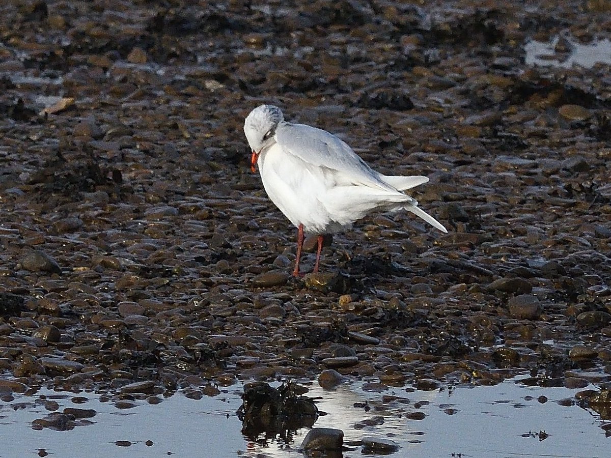 TimWorfolk's tweet image. Two of three adult Med Gulls at Topsham Rec this am. Not an easy sp. to find on the Exe in January; peak counts rarely more than five in recent years as most seem to move through to winter in Cornwall and Wales @DevonBirds