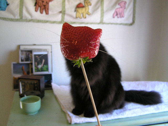 Kitty archives ♡ (@puppierz) on Twitter photo 