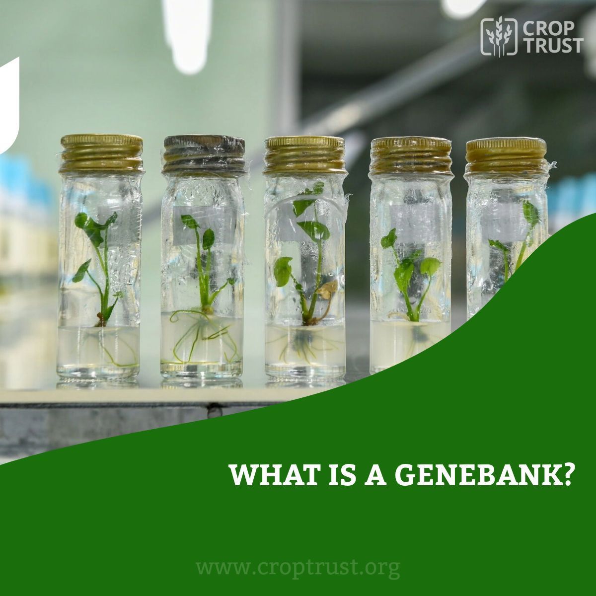 CropTrust's tweet photo. One crucial difference between #genebanks and other banks is that genebank deposits are alive. 

Have you ever wondered what a genebank does? 

Read more to find out! ⬇️⬇️
https://t.co/c4aSxzjZIY https://t.co/03aGrjLKRP