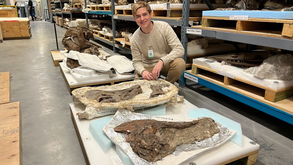 RoyalTyrrell's tweet photo. Heath Caldwell recently visited our Collections from Montana State University (@MuseumRockies). Heath is scanning hadrosaur teeth to look for trends between specimens, and investigate whether tooth shape impacts how hadrosaurs might have chewed their food. #RTMPCollections https://t.co/YsJAekojWC