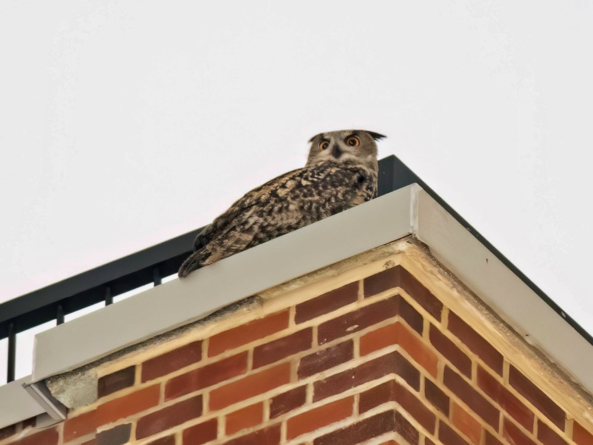 BirdCentralPark's tweet photo. Flaco the Eurasian Eagle-Owl after finishing his takeout 🐀 dinner (caught elsewhere and carried over) late Tuesday night by Columbus Avenue and 82nd Street. After resting to digest, he flew west for an early-morning hooting session. 🦉 ❤️ 👑 https://t.co/lQzTT0Npdx