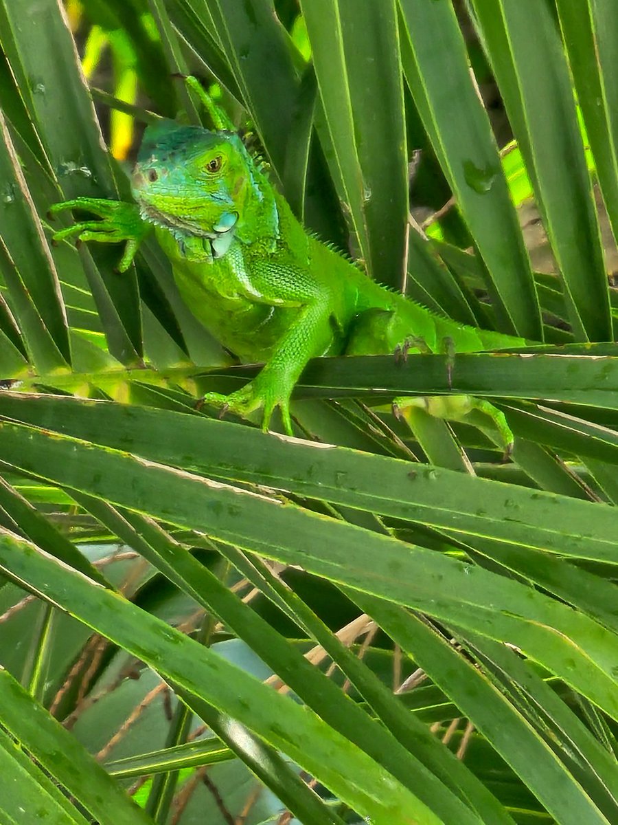 Striking a pose in striking green – this iguana knows their good side! #iguana #mylagomar (pic @tripadvisor GigieDee23)
