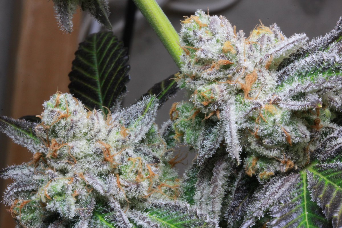 fertigationpro's tweet photo. Not bad for lowers. PutaBreath (Wedding Cake x Mendo Breath) bred by  @Thugpuggenetics phenohunted by us. a heavy-hitting strain. Grown using Nourish Labs Fertigation system and @RemoNutrients #CannabisCommunity #craftcannabis #fireonly https://t.co/C0xKWBYe6O