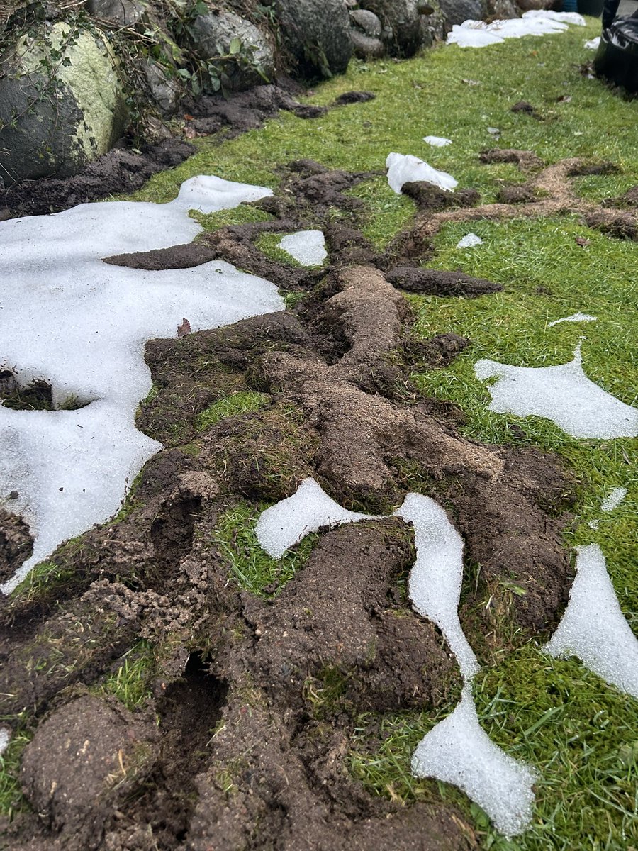Renebl's tweet photo. Hvilket dyr har været på spil her? Villahave i by. Der er køresten ca 4-8 cm under græsset - der har lagt sne de sidste 3 uger over stedet. #twitterhjerne @MortenDDHansen https://t.co/LsRlvXONV3