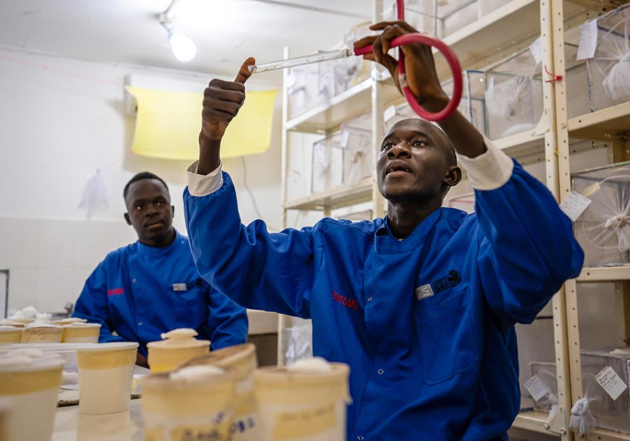 London School of Hygiene & Tropical Medicine (@lshtm) on Twitter photo MRCG at LSHTM's integral role in the development of the RTS,S malaria vaccine
As first-ever childhood #malaria vaccination programme is rolled out across Cameroon we celebrate <a href="/mrcunitgambia/">MRC Unit The Gambia at LSHTM</a>'s role in its decades-long development 🌍💉🦟
👇bit.ly/47PpFl1 MRCG at LSHTM's integral role in the development of the RTS,S malaria vaccine
As first-ever childhood #malaria vaccination programme is rolled out across Cameroon we celebrate <a href="/mrcunitgambia/">MRC Unit The Gambia at LSHTM</a>'s role in its decades-long development 🌍💉🦟
👇bit.ly/47PpFl1
