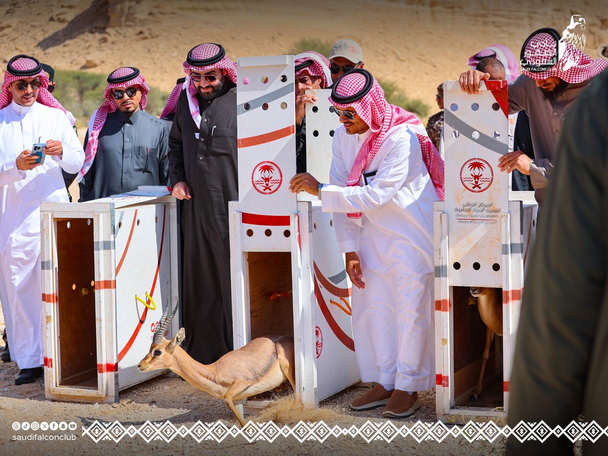 نادي الصقور السعودي Saudi Falcons Club tweet media