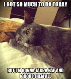 creative54's tweet photo. Welcome to daily #MimiMemes in memory of #RIPOlly. #CatsOfTwitter #WhiskersWednesday @AlanSla90124663 https://t.co/XzsZCXFEqn