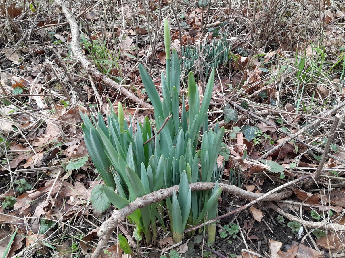 Thought you may like some early spring flowers. Dafs.  Almost end of Jan and are coming thru already.