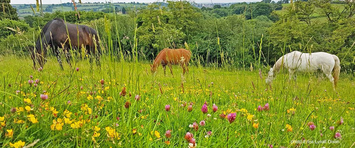 REWILDING WITH YOUR HORSE

What is 'rewilding', and how does this apply to horse owners and grassland management?

The concept of 'rewilding' as a valuable tool for grassland management in the fight against climate change is becoming more important. Governments worldwide are