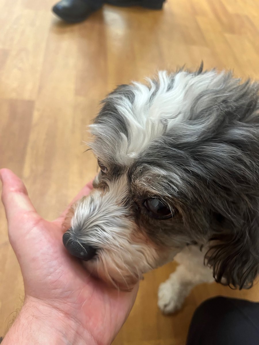 Had a meeting with the ladies from the Temple group today. Had to take a few more minutes to say hello to this guy. 🐶