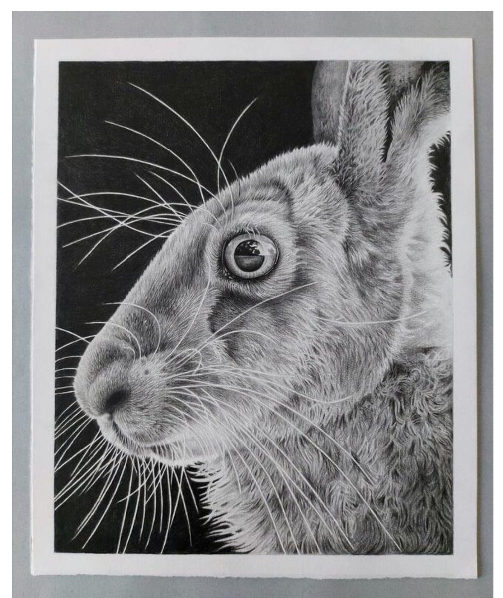 Original drawing available. More info on my website. 

📷 Sue Cross Wildlife 
#drawing #art #graphite #hares