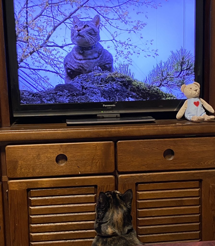 （7月VIP 10%off中) レオです❣️0627 Mojave DG ♀ 2025/8/30 お迎え #ボールパイソン#ballpython#モハベ