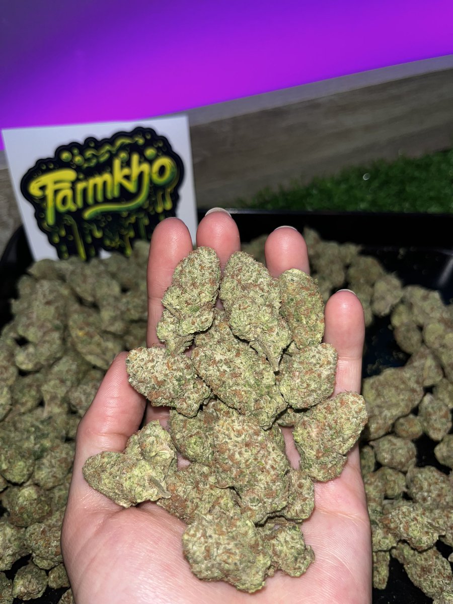 Downn44's tweet photo. ไม่เผ็ด แต่เด็ดมาก😋🤤💚

Welcome to Su Farmko. There are only marijuana and happiness.

หน้าร้านอยู่ ลำปาง ค้าบ💚https://t.co/lT7DueoMKi
แวะเข้ามาอุดหนุน อุดเนื้อ กัญนะค้าบ🤘🏻☺️💚
#CannabisCommunity  #cannabisculture  #cannabisindustry   #กับญชาog  #กับญชานอก #กัญชาราคาถูก https://t.co/Qu3ml2KWsT