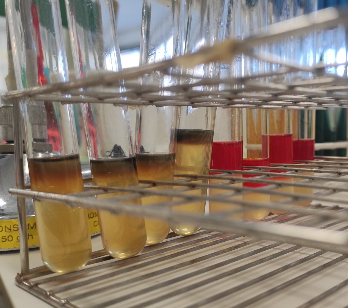 📱-en azterketarekin bukatzeko gure 👨🏻‍🔬👩🏼‍🔬-ek, isolaturiko 🦠 susmagarriei froga biokimikoak egin dizkiete, zeintzuk diren identifikatzeko asmoz. S.aureus edo S.epidermidis egongo dira presente? #MIKRO #3ERRONKA #ikertzenikasten <a href="/ethazi/">ETEKIN HANDIA LH</a> @fpeuskadi