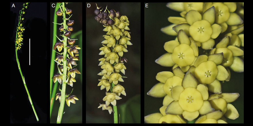 Publications MNHN 🐝 tweet media